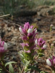 Orthocarpus cuspidatus