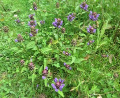 Prunella vulgaris