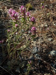 Orthocarpus cuspidatus