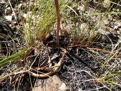 Bulbine cepacea