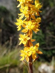 Bulbine cepacea