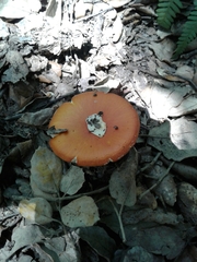 Amanita erythrocephala