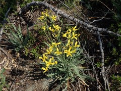 Crepis occidentalis
