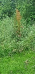 Rumex crispus