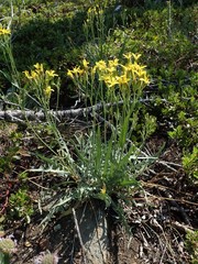 Crepis occidentalis