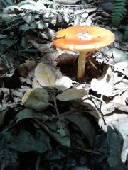 Amanita erythrocephala