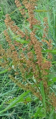 Rumex crispus