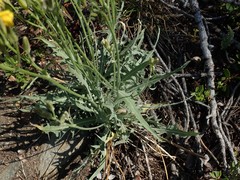 Crepis occidentalis