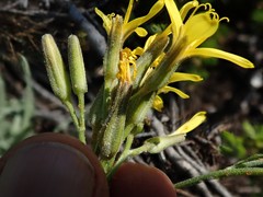 Crepis occidentalis