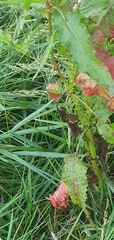 Rumex crispus