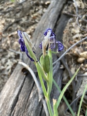 Iris hartwegii australis