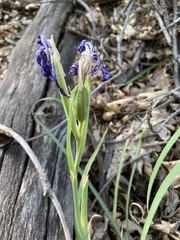 Iris hartwegii australis
