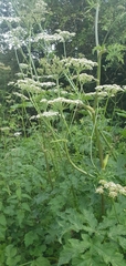 Heracleum