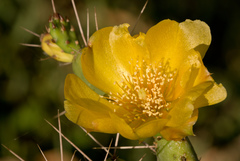Opuntia triacanthos