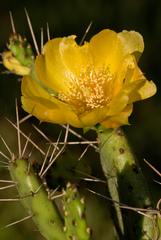 Opuntia triacanthos