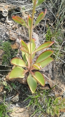 Kalanchoe paniculata