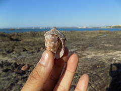 Cypraecassis coarctata