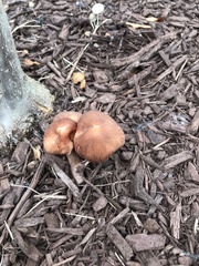 Collybiopsis luxurians