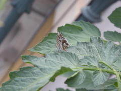 Cacyreus marshalli