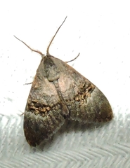 Acatapaustus leucospila