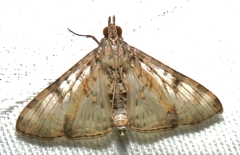 Dysallacta negatalis