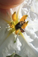 Penthobruchus germaini