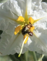 Penthobruchus germaini