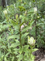 Castilleja septentrionalis