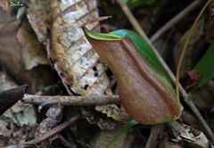 Nepenthes distillatoria