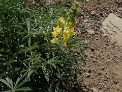 Lupinus croceus