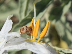 Penthobruchus germaini