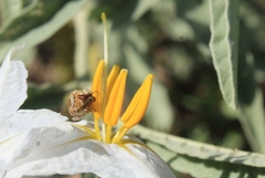 Penthobruchus germaini