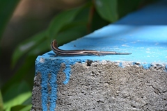 Marisora lineola