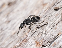 Polyrhachis phryne