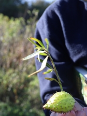 Gomphocarpus fruticosus fruticosus