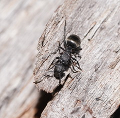 Polyrhachis phryne