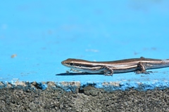 Marisora lineola