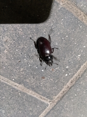 Lucanus cervus