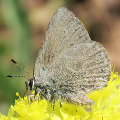 Satyrium semiluna