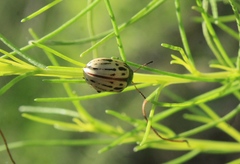 Leptinotarsa lineolata
