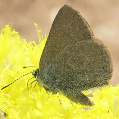 Satyrium semiluna