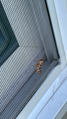 Melanoplus punctulatus