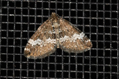 Perizoma alchemillata