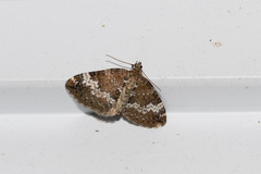 Perizoma alchemillata