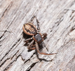 Tharpyna campestrata