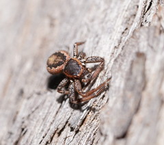 Tharpyna campestrata