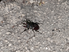 Lucanus cervus