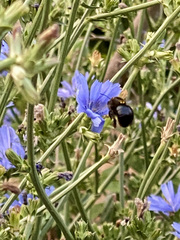 Xylocopa tabaniformis androleuca