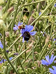 Xylocopa tabaniformis androleuca