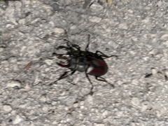 Lucanus cervus